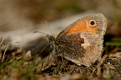 David Plant Photography - Wildlife Photography - Small heath - A
